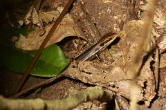 Trachylepis albilabris