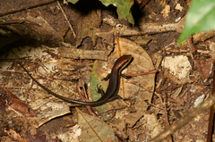 Trachylepis albilabris