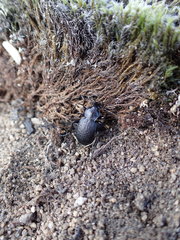 Carabus chamissonis
