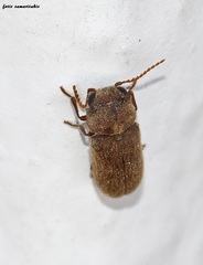Xyletininae