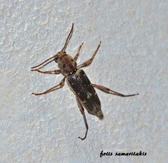 Xylotrechus stebbingi
