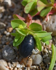 Zophosis punctata