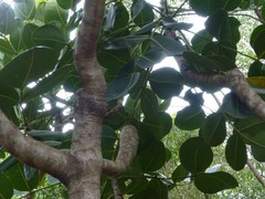 Polyscias cutispongia