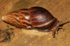 Limicolaria aurora