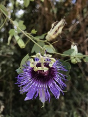 Passiflora amethystina