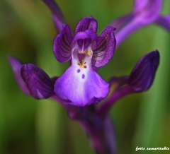 Anacamptis boryi