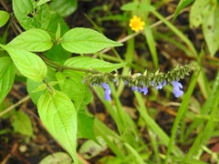Salvia connivens