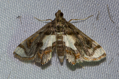 Agassiziella