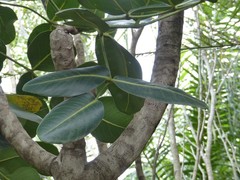 Polyscias cutispongia