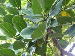 Polyscias cutispongia