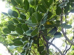 Polyscias cutispongia