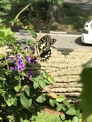 Papilio demoleus malayanus