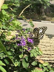 Papilio demoleus malayanus