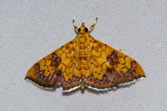 Isocentris filalis