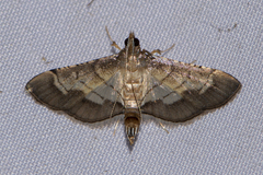 Cnaphalocrocis trebiusalis