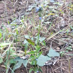 Salvia lasiocephala