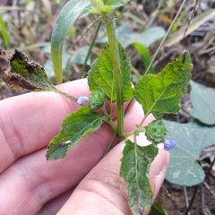 Salvia lasiocephala
