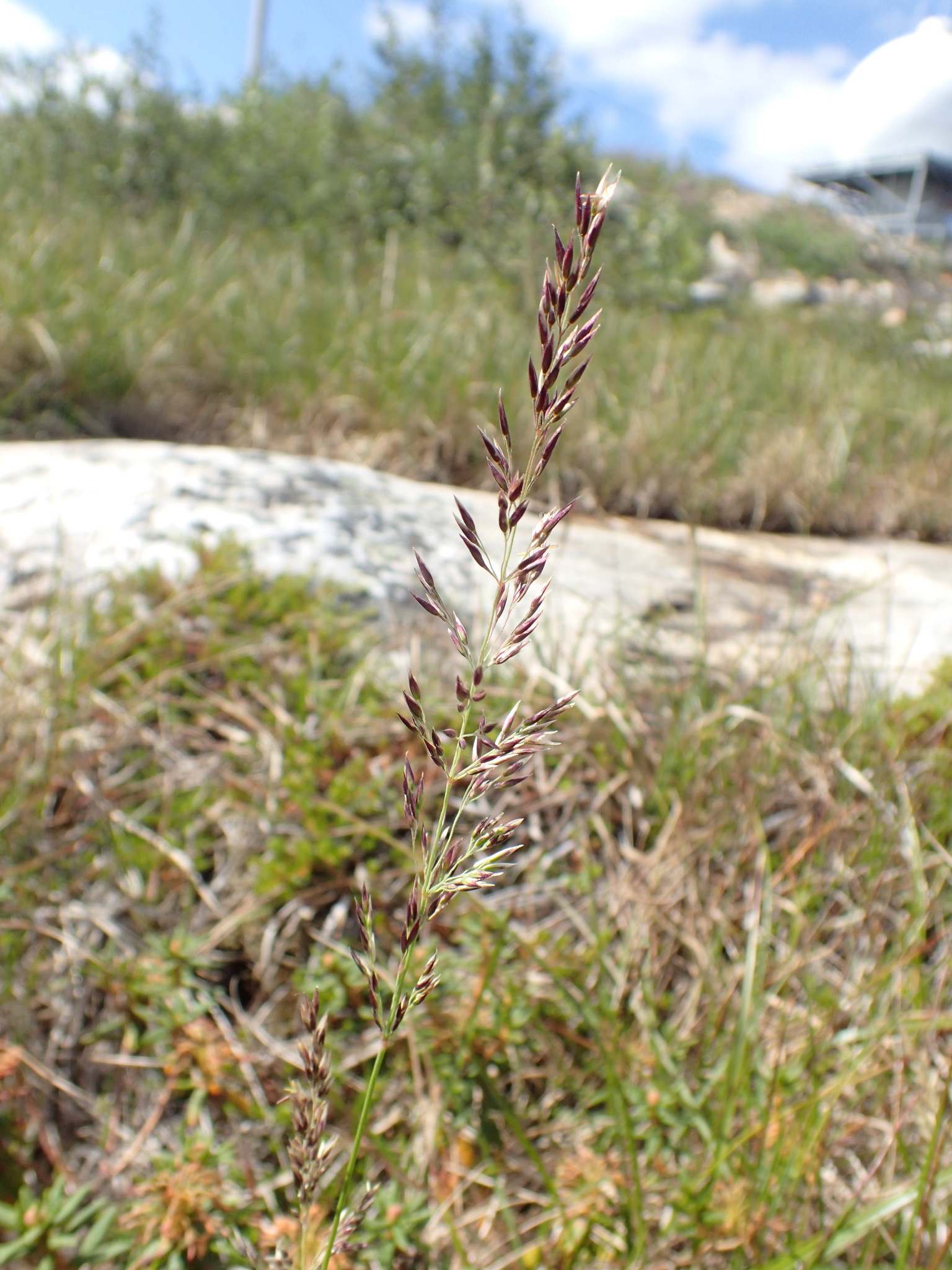Calamagrostis lapponica