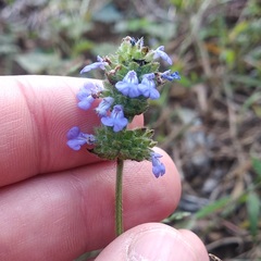 Salvia lasiocephala