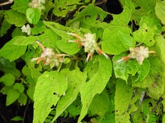 Salvia lasiantha