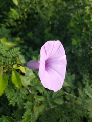 Ipomoea splendor-sylvae