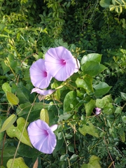 Ipomoea splendor-sylvae