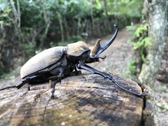Megasoma elephas elephas