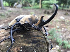 Megasoma elephas elephas
