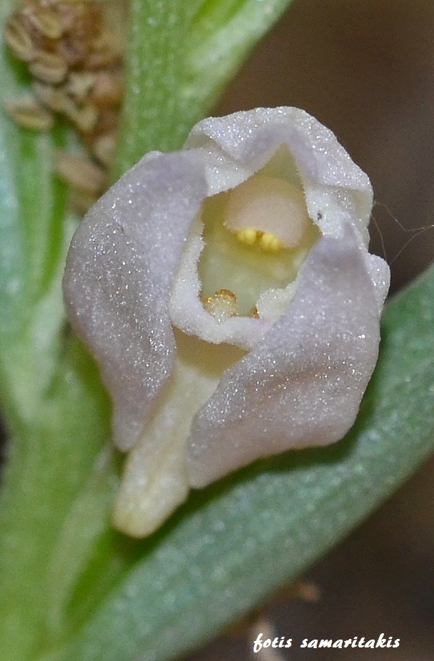 Cephalanthera cucullata