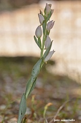 Cephalanthera cucullata