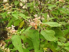 Salvia lasiantha