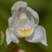 Cephalanthera longifolia - Photo (c) fotis-samaritakis, μερικά δικαιώματα διατηρούνται (CC BY-NC), uploaded by fotis-samaritakis