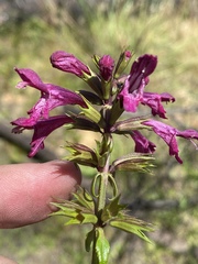 Stachys thunbergii