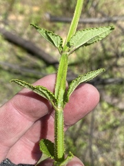 Stachys thunbergii
