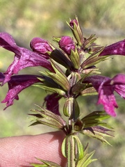 Stachys thunbergii
