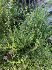 Stachys thunbergii