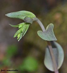 Epipactis troodi