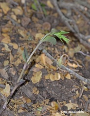 Epipactis troodi