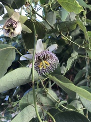 Passiflora actinia