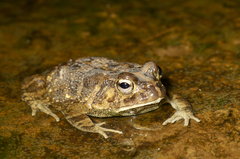 Sclerophrys maculata