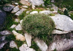 Euphorbia acanthothamnos