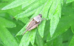 Tetrix japonica