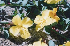 Eulobus crassifolius