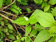 Spigelia humboldtiana