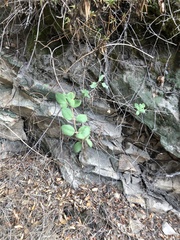 Lonicera subspicata denudata