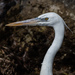 Great White Heron - Photo (c) Court Harding, some rights reserved (CC BY-NC), uploaded by Court Harding
