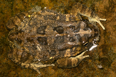 Sclerophrys maculata