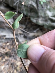 Lonicera subspicata denudata