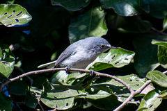 Polioptila caerulea