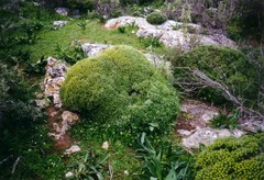 Euphorbia acanthothamnos